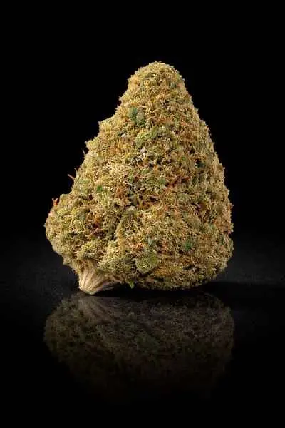 MAC 1 Hydro THCA