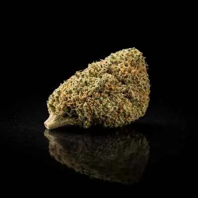 Northern Lights Hydro THCA